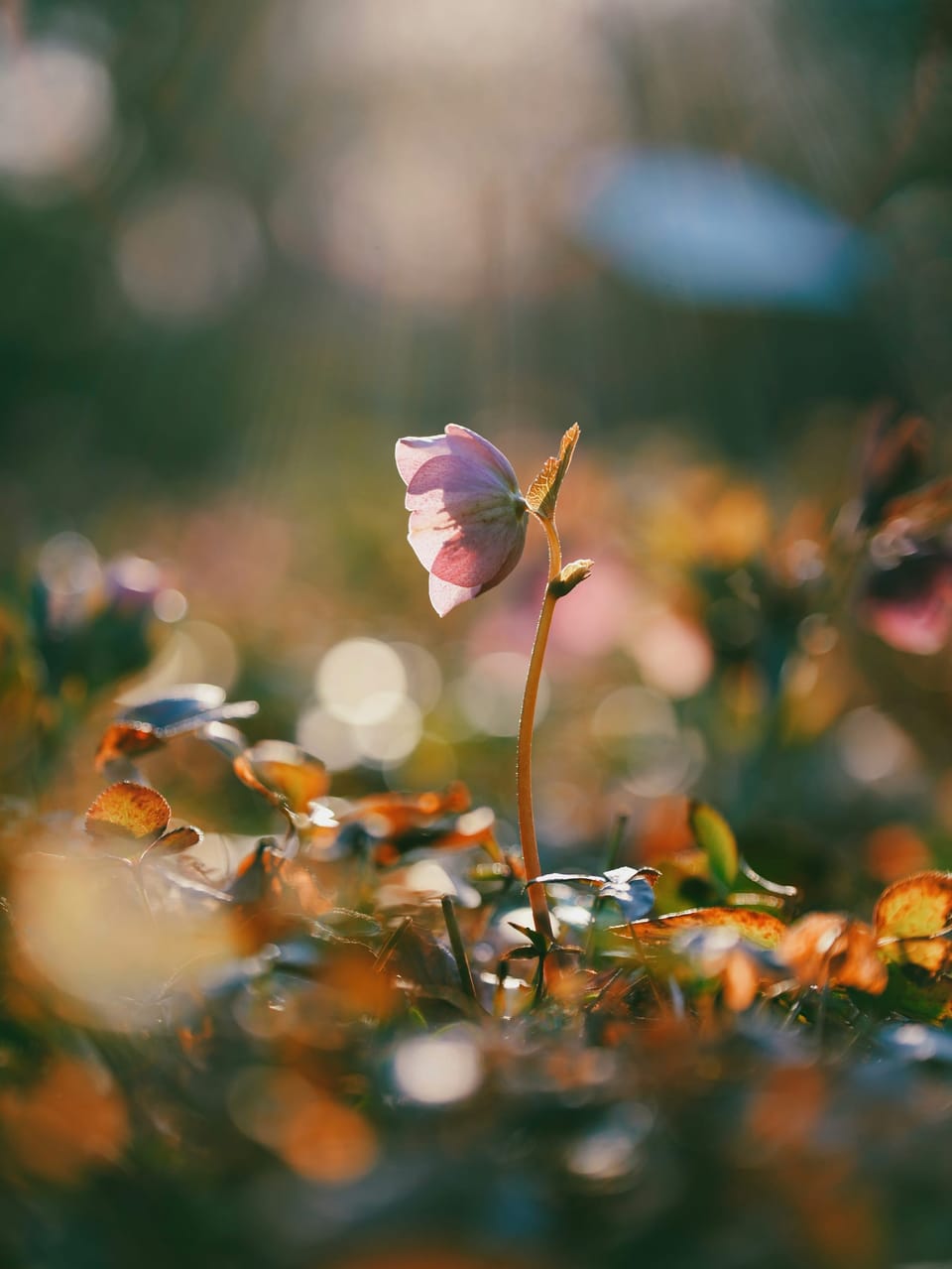 Evaluation – a Beautiful Practice